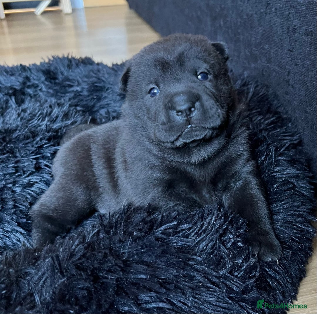 Mixed Breed dogs for sale: ChowPei Pups  - Advert 34