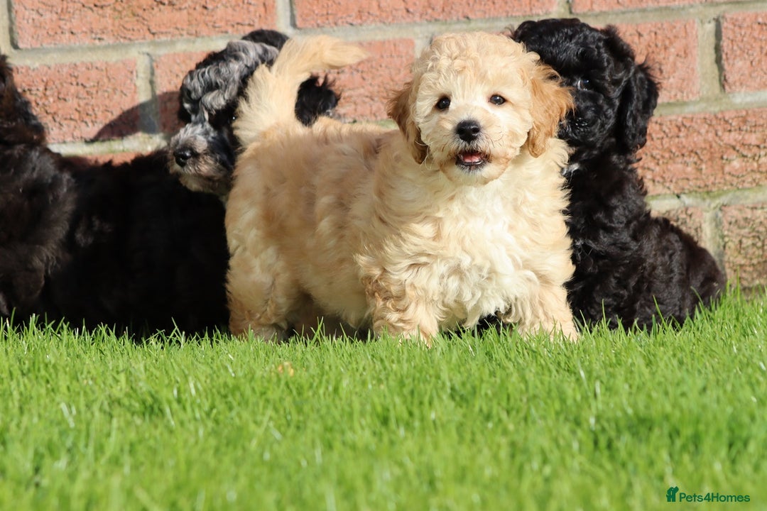 Poochon dogs for sale: F1 Poochon puppies For Sale  - Image 28