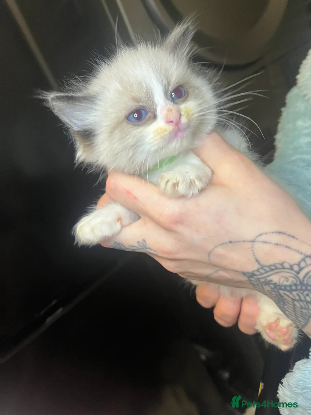 Ragdoll cats for sale: Beautiful Ragdoll boy  - Advert 1