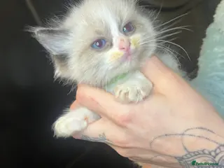Ragdoll cats Beautiful Ragdoll boy - Advert 1