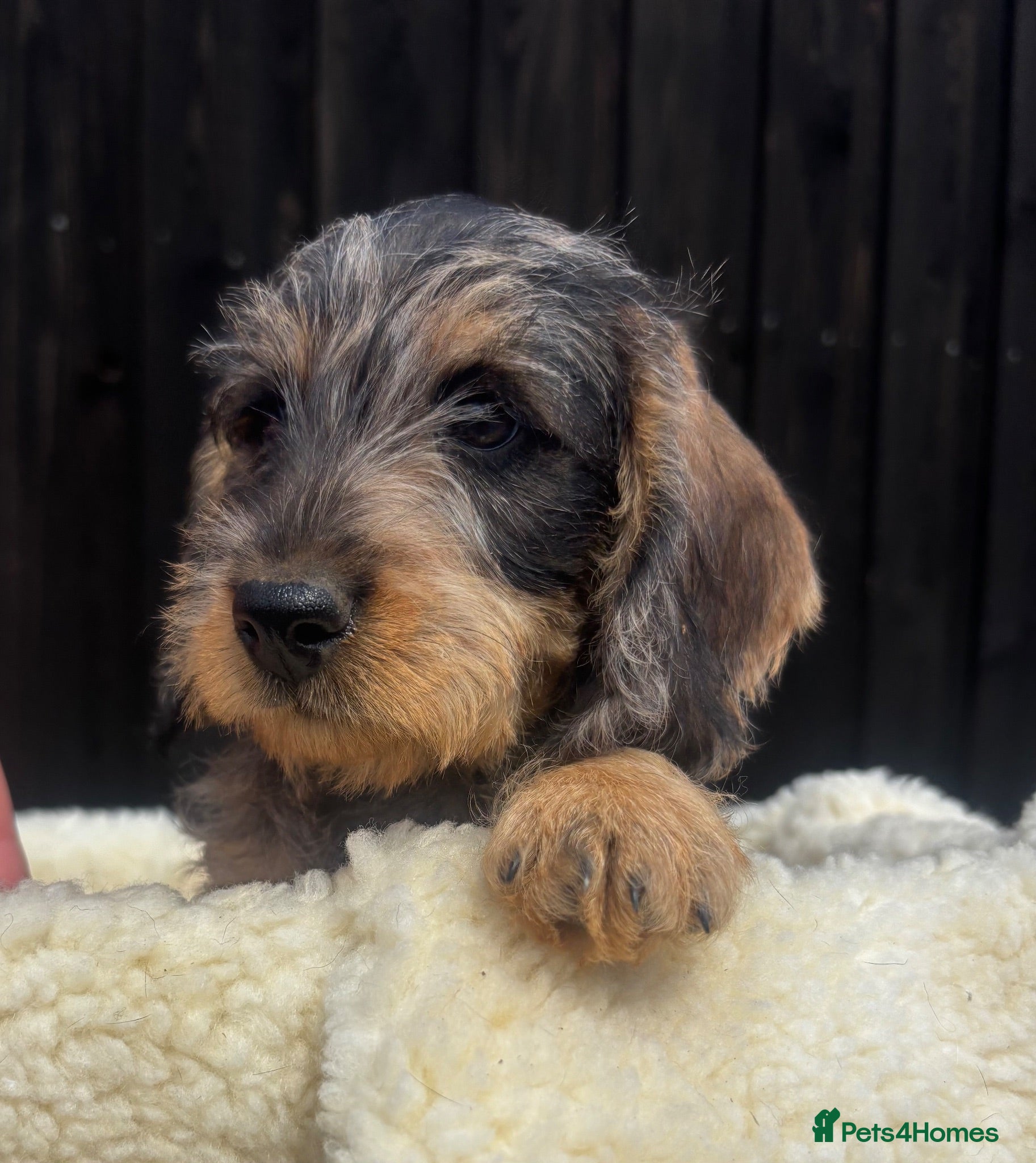 Miniature Dachshund dogs Wire Haired Miniature Dachshunds  - Advert 1