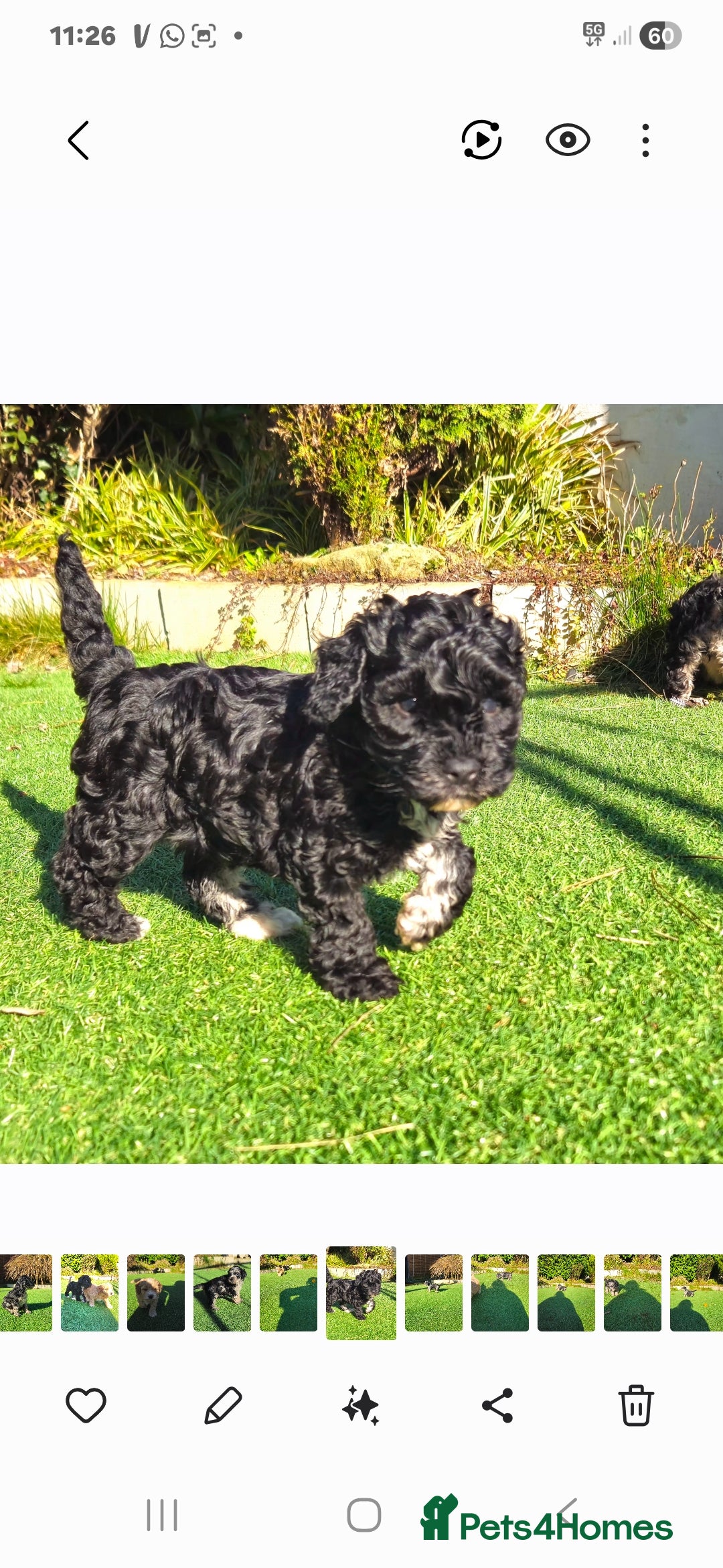 Cockapoo dogs F1b toy American  cockerpoos puppies  - Advert 10