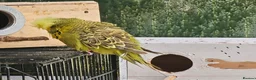 Budgerigars birds for sale: exhibition Budgies, - Advert 7