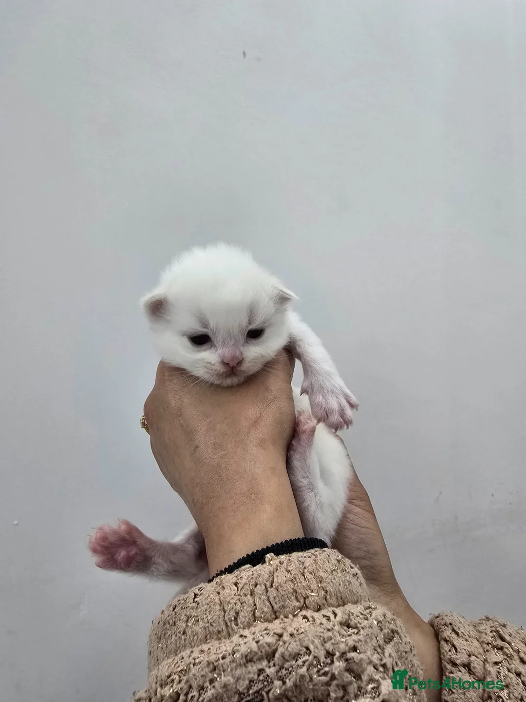 Ragdoll cats for sale: Stunning Cream & Tortie Ragdolls - Advert 2