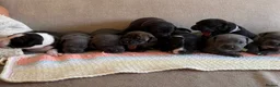 Staffordshire Bull Terrier dogs for sale: Gorgeous staffordshire bull terrier puppies - Advert 3