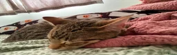 Domestic Shorthair cats for sale: Rehoming my 5 month old cat - Advert 3