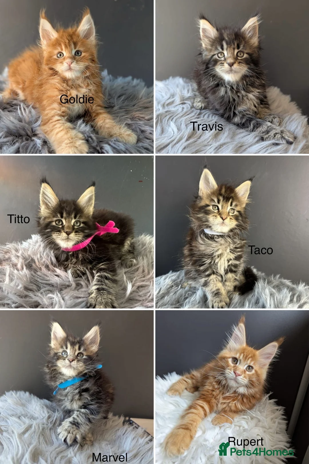 Maine Coon cats for sale: Outstanding Russia lines baby boys  - Advert 1