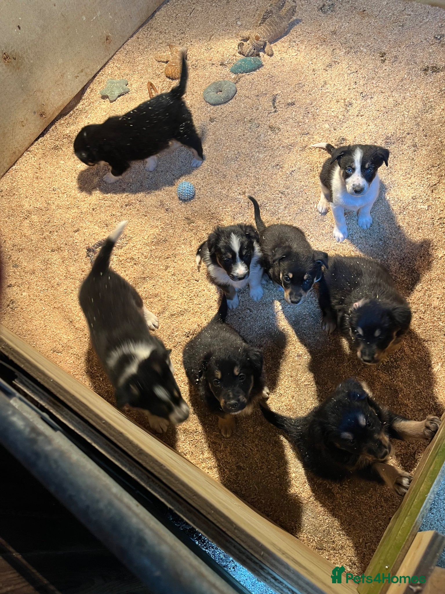 Mixed Breed dogs Collie x huntaway  - Advert 2