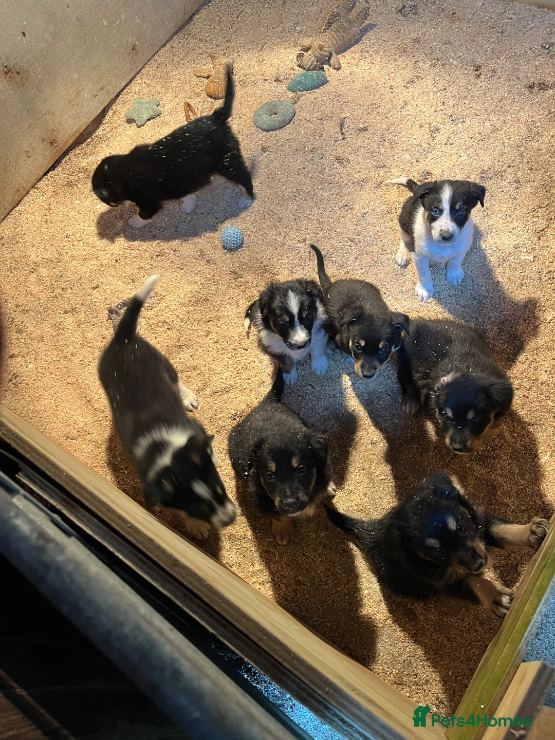 Mixed Breed dogs for sale: Collie x huntaway  - Advert 1