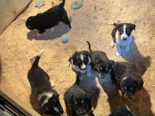 Mixed Breed dogs Collie x huntaway - Advert 2