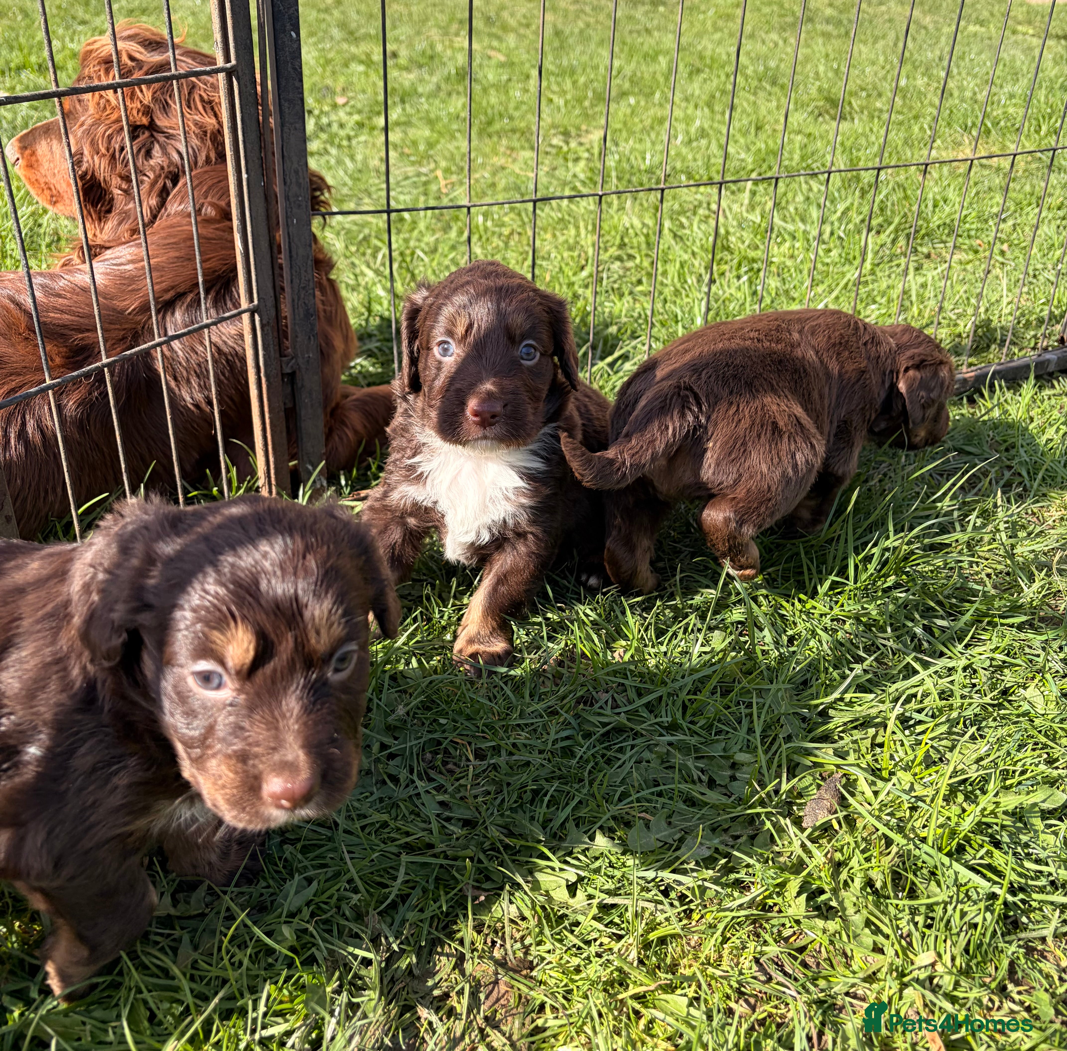 Cocker Spaniel dogs STUNNING WORKING COCKER SPANIEL PUPS.  - Advert 1