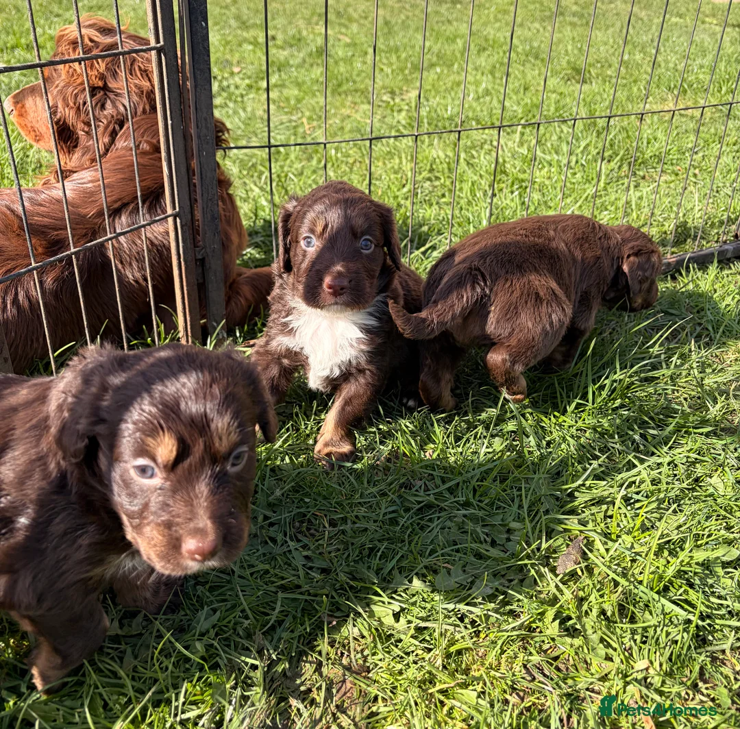Cocker Spaniel dogs for sale: STUNNING WORKING COCKER SPANIEL PUPS.  - Advert 1