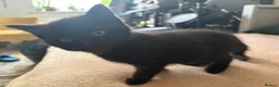 Mixed Breed cats for sale: Half british shorthair kitten - last female - Advert 4