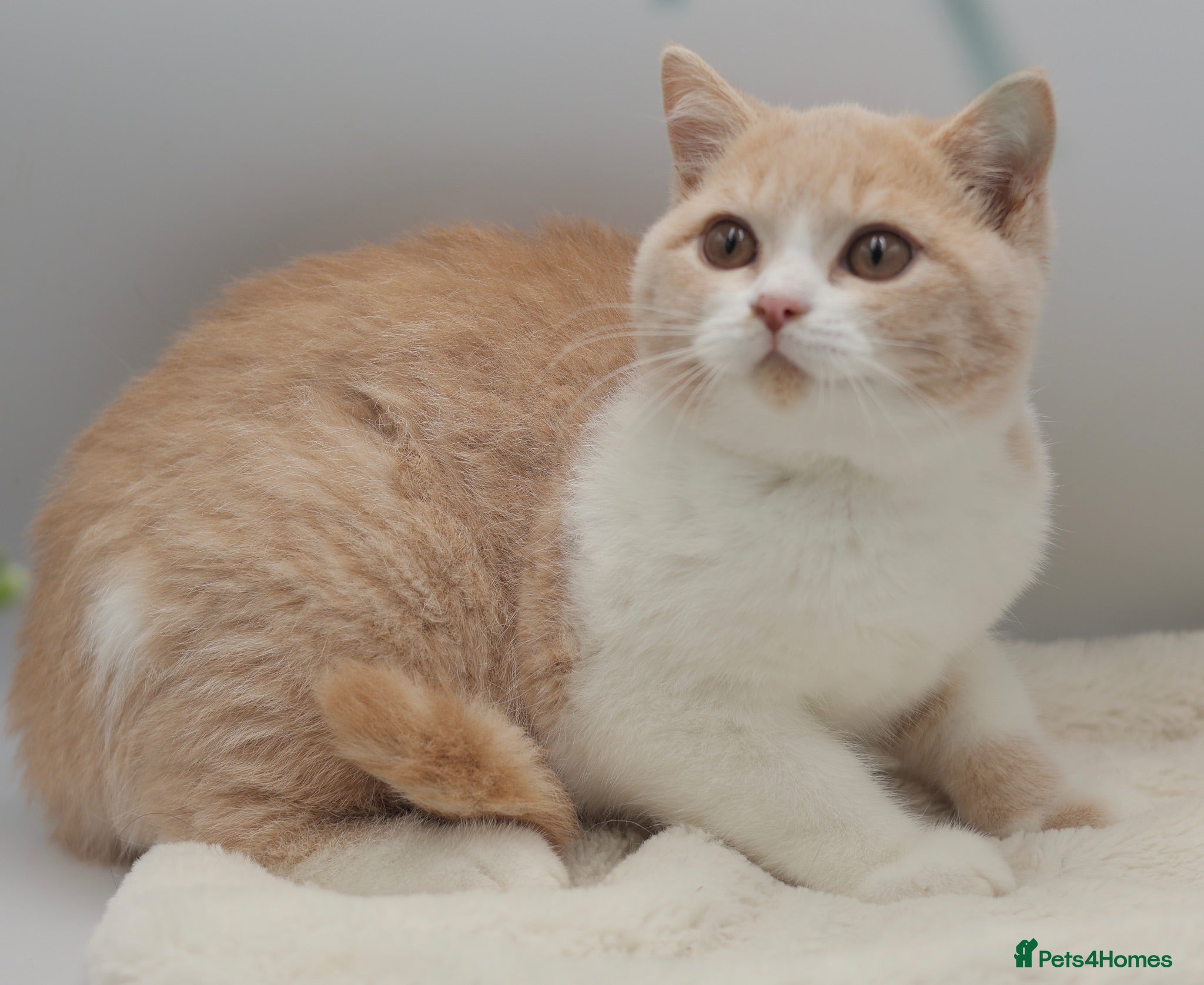 British Shorthair cats READY TO LEAVE NOW PEDIGREE BRITISH SHORTHAIRS  - Advert 2