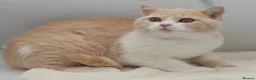 British Shorthair cats for sale: READY TO LEAVE NOW PEDIGREE BRITISH SHORTHAIRS  - Advert 2