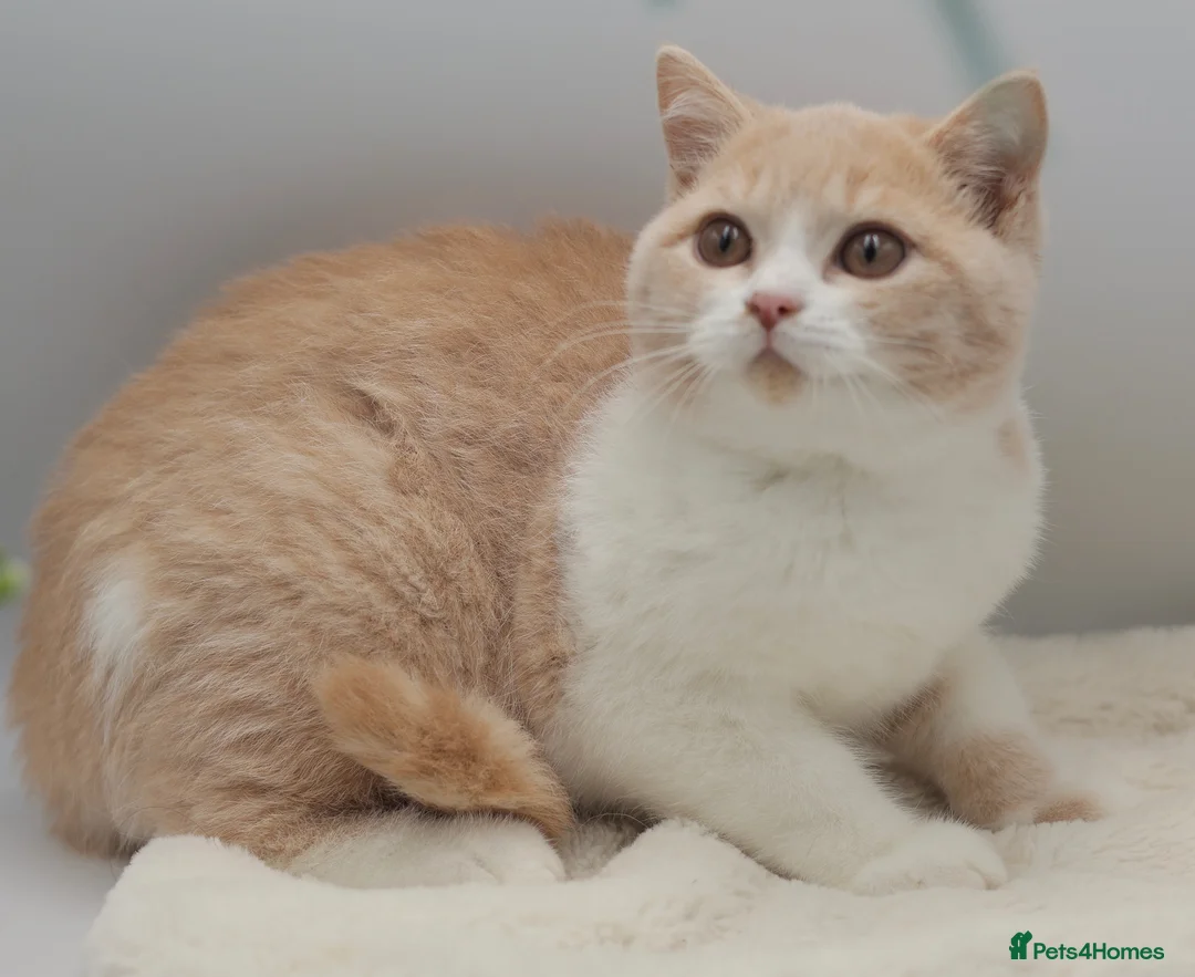 British Shorthair cats for sale: READY TO LEAVE NOW PEDIGREE BRITISH SHORTHAIRS  - Advert 2