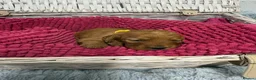 Cockapoo dogs for sale: Stunning Cockapoo Puppies - Only 2 Puppies Left  - Advert 28