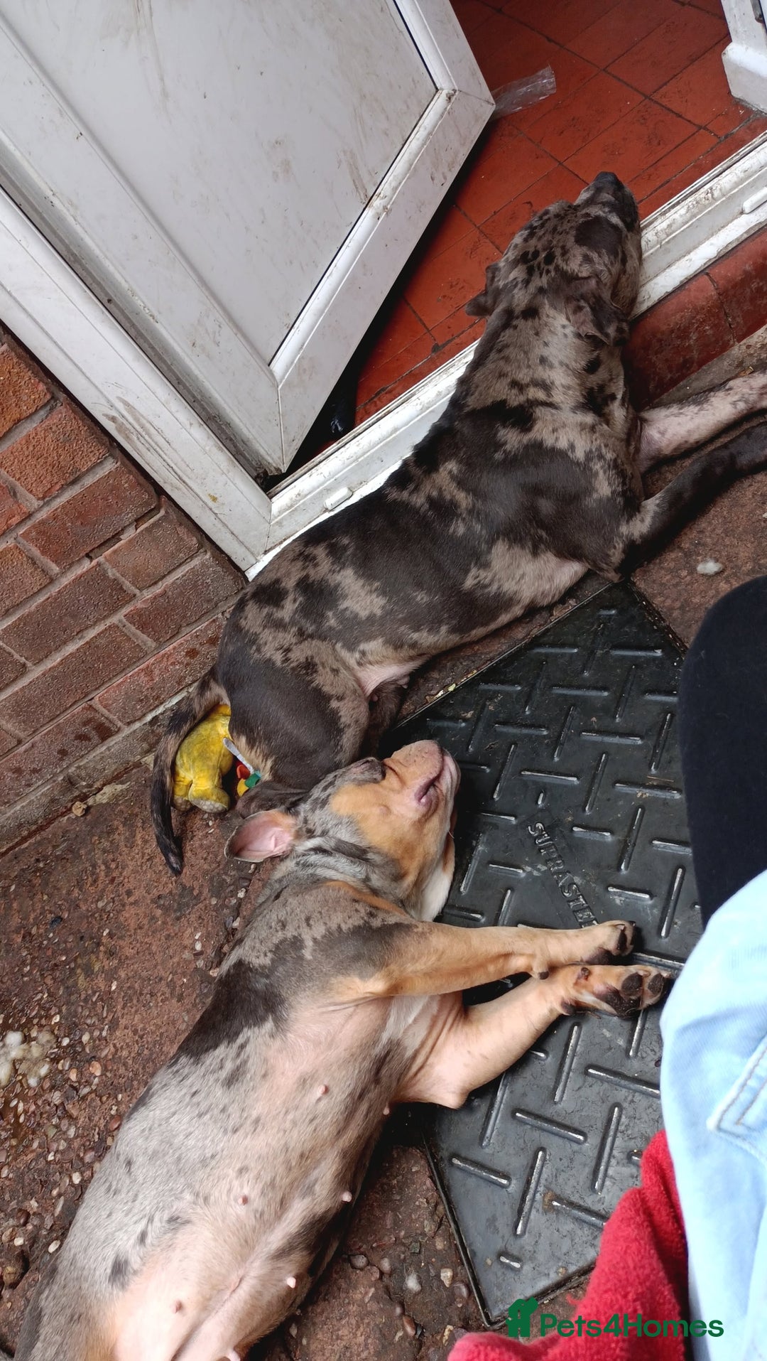 American Bully dogs for sale: Here is indi(moaning mertle)  - Image 7