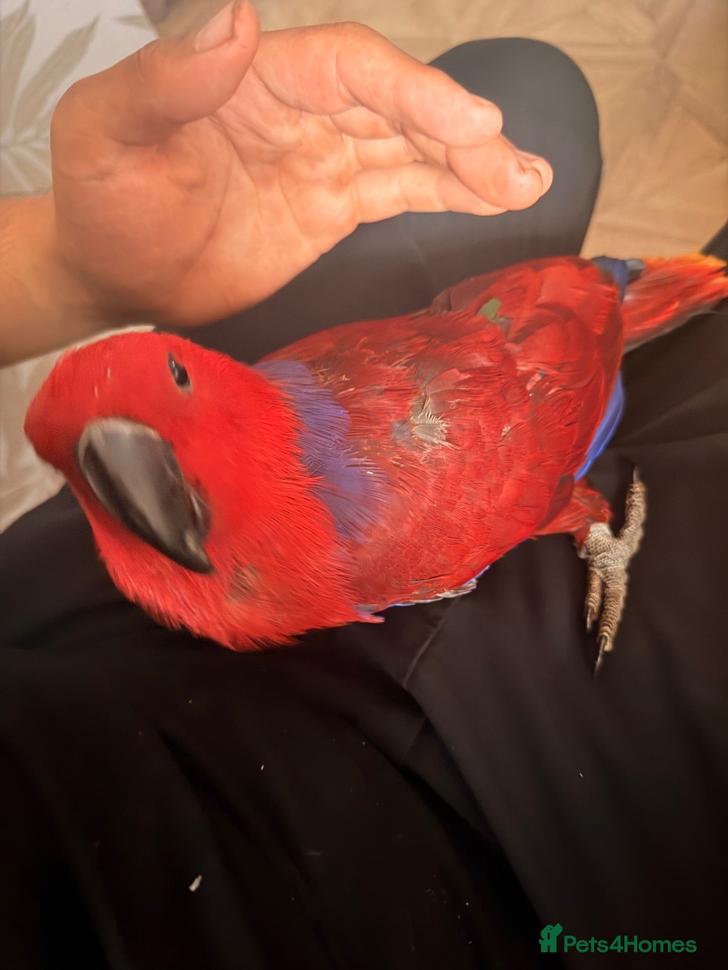 Parrots birds STUNNING HAND-REARED FEMALE VOSMAERI ECLECTUS - Advert 2