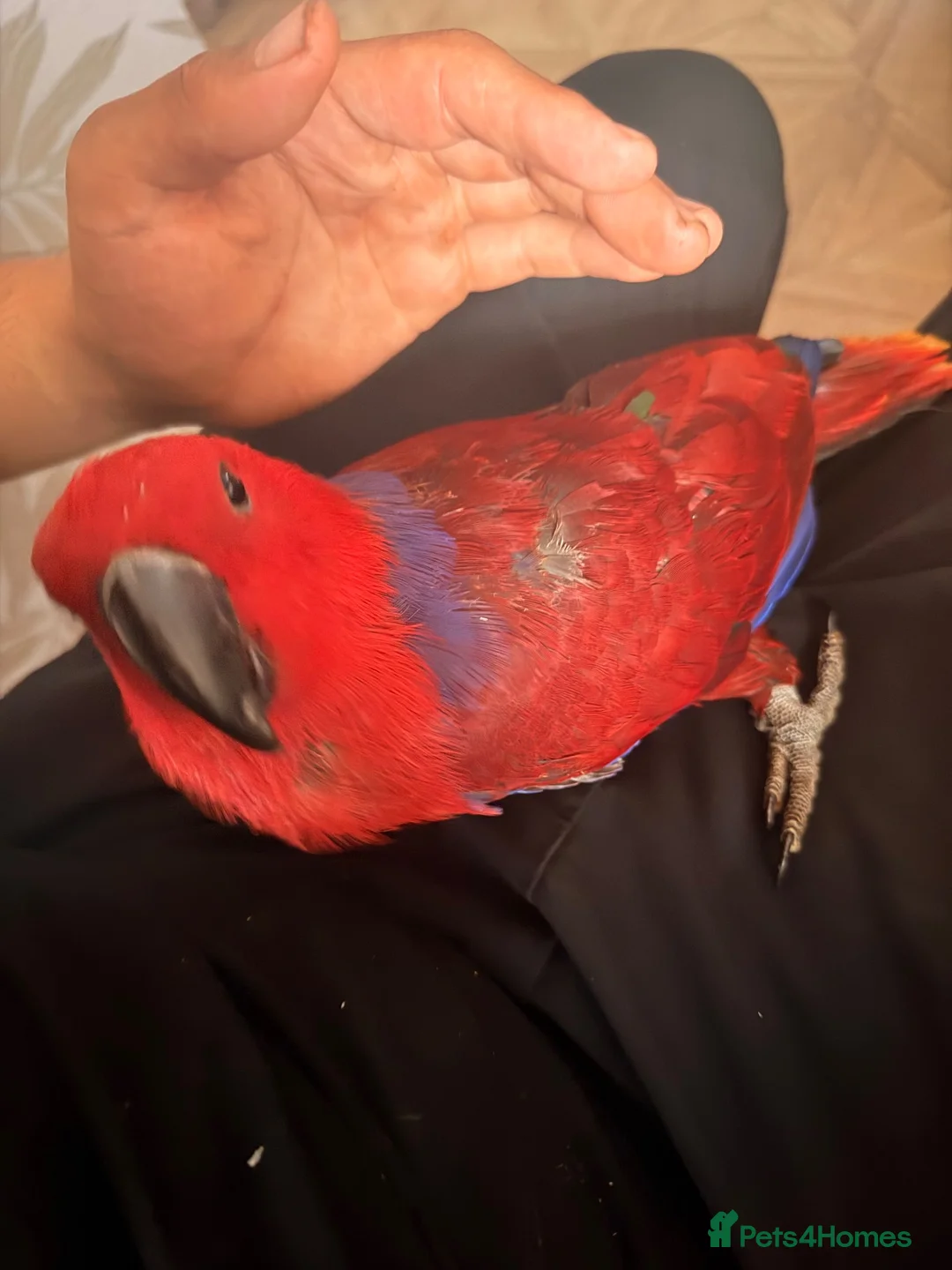 Parrots birds for sale: STUNNING HAND-REARED FEMALE VOSMAERI ECLECTUS - Advert 2