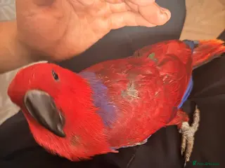 Parrots birds STUNNING HAND-REARED FEMALE VOSMAERI ECLECTUS - Advert 2