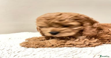 Cockapoo dogs Toy Yankee doodle girlpuppy only American cockapoo - Advert 12