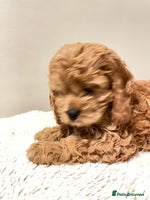 Cockapoo dogs Toy Yankee doodle girlpuppy only American cockapoo - Advert 12