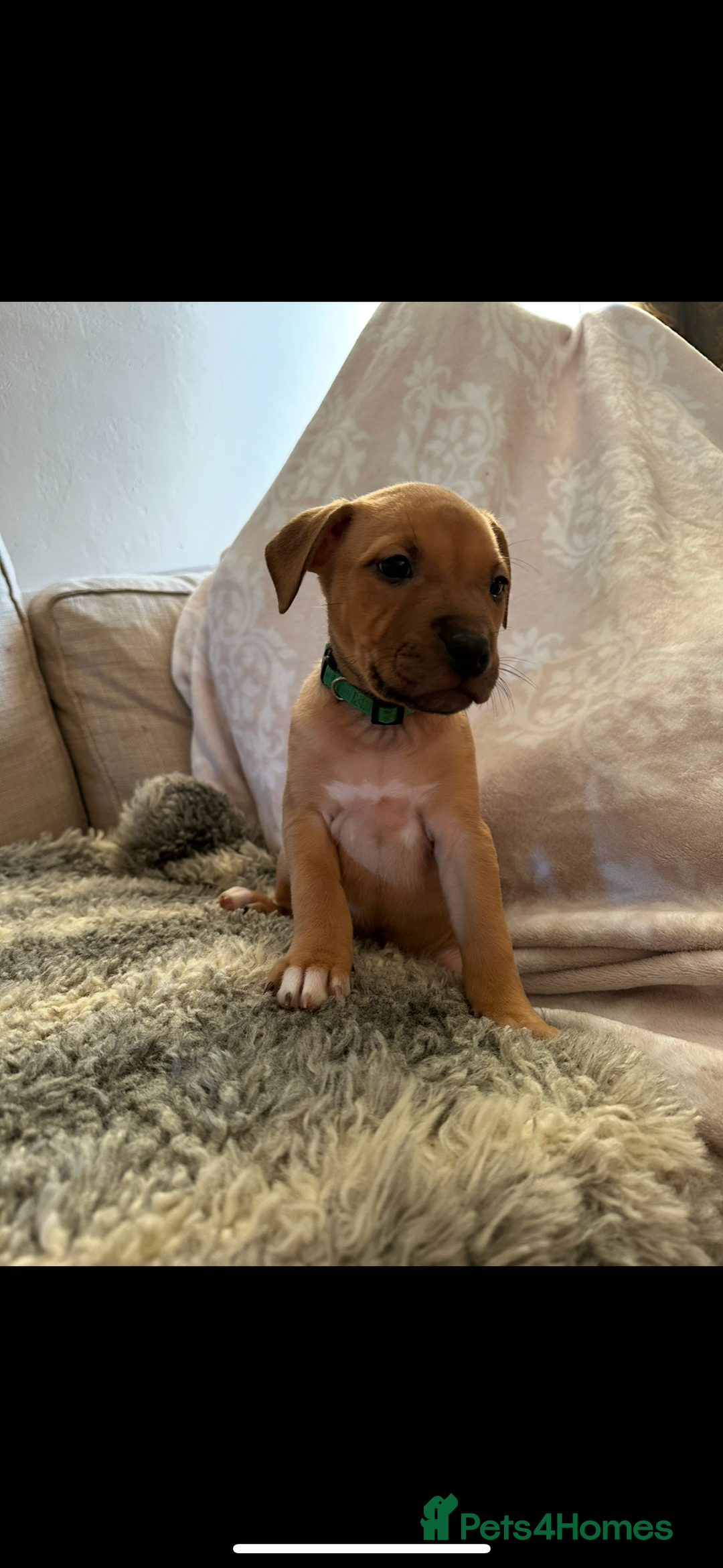 Mixed Breed dogs for sale: Staffie cross puppies  - Image 9