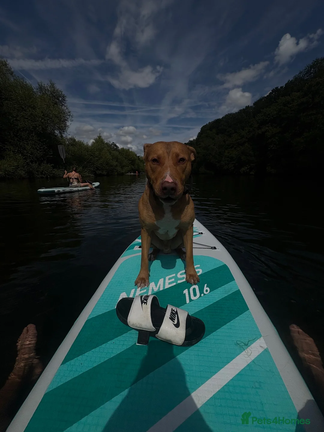 Staffordshire Bull Terrier dogs for sale: Male 2 year old staffy x in Hemel Hempstead - Advert 1
