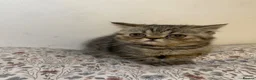 Exotic cats for sale: Exotic Persians - Advert 16