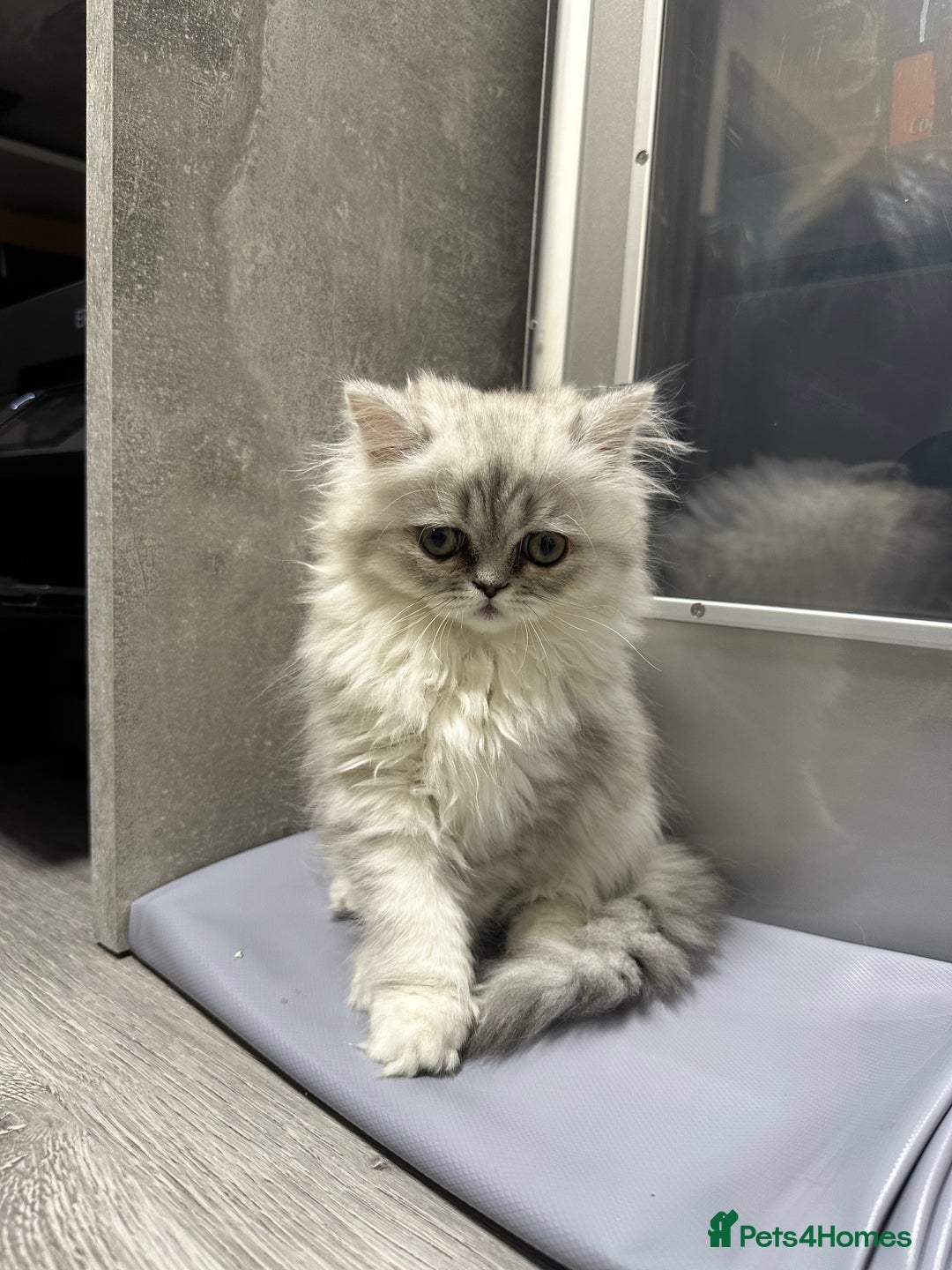 Persian cats for sale: Beautiful Persian x Exotic Kittens - Now Ready! - Image 6