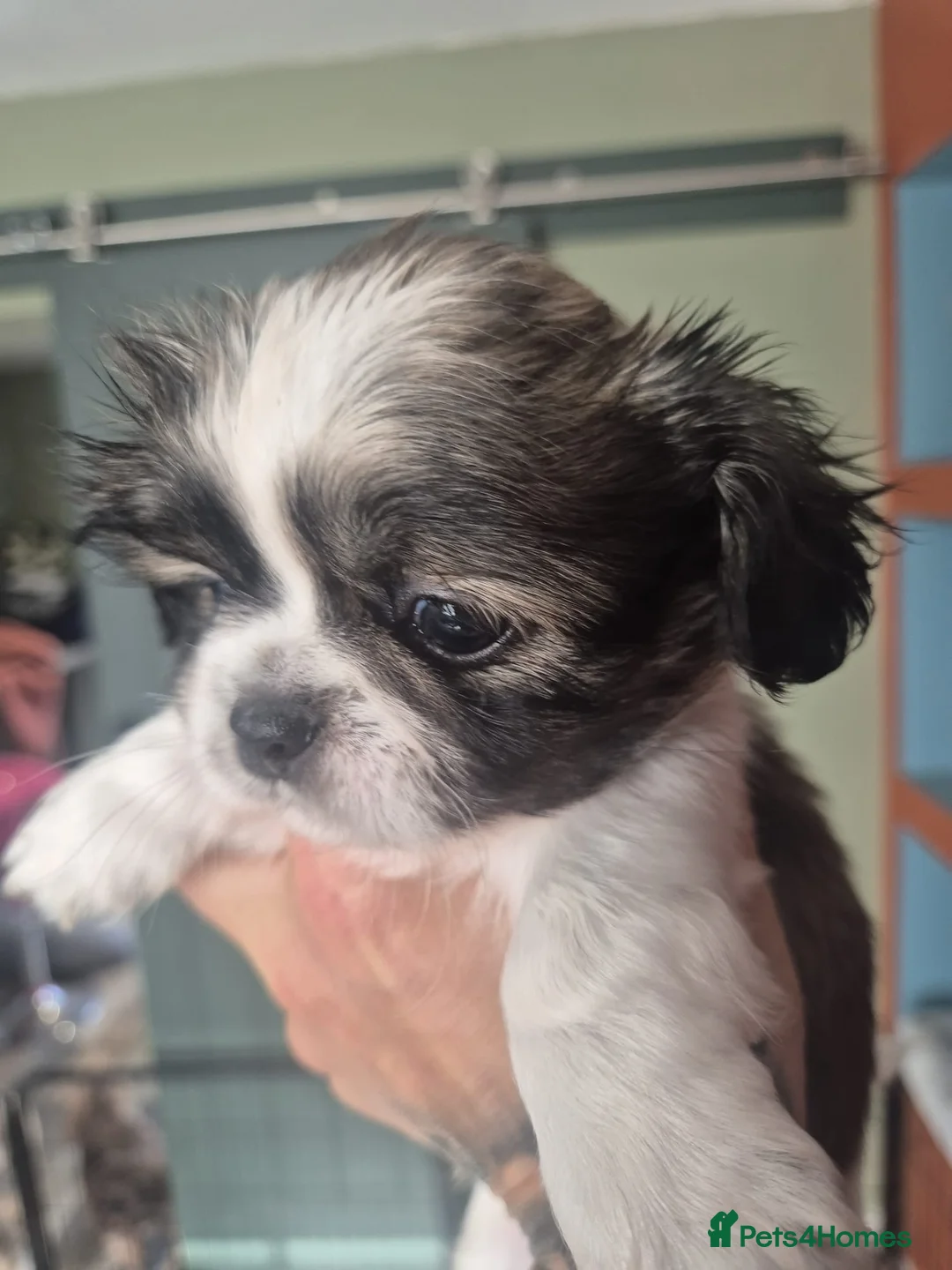 Shih Tzu dogs for sale: Shih-tzu pups  - Advert 11