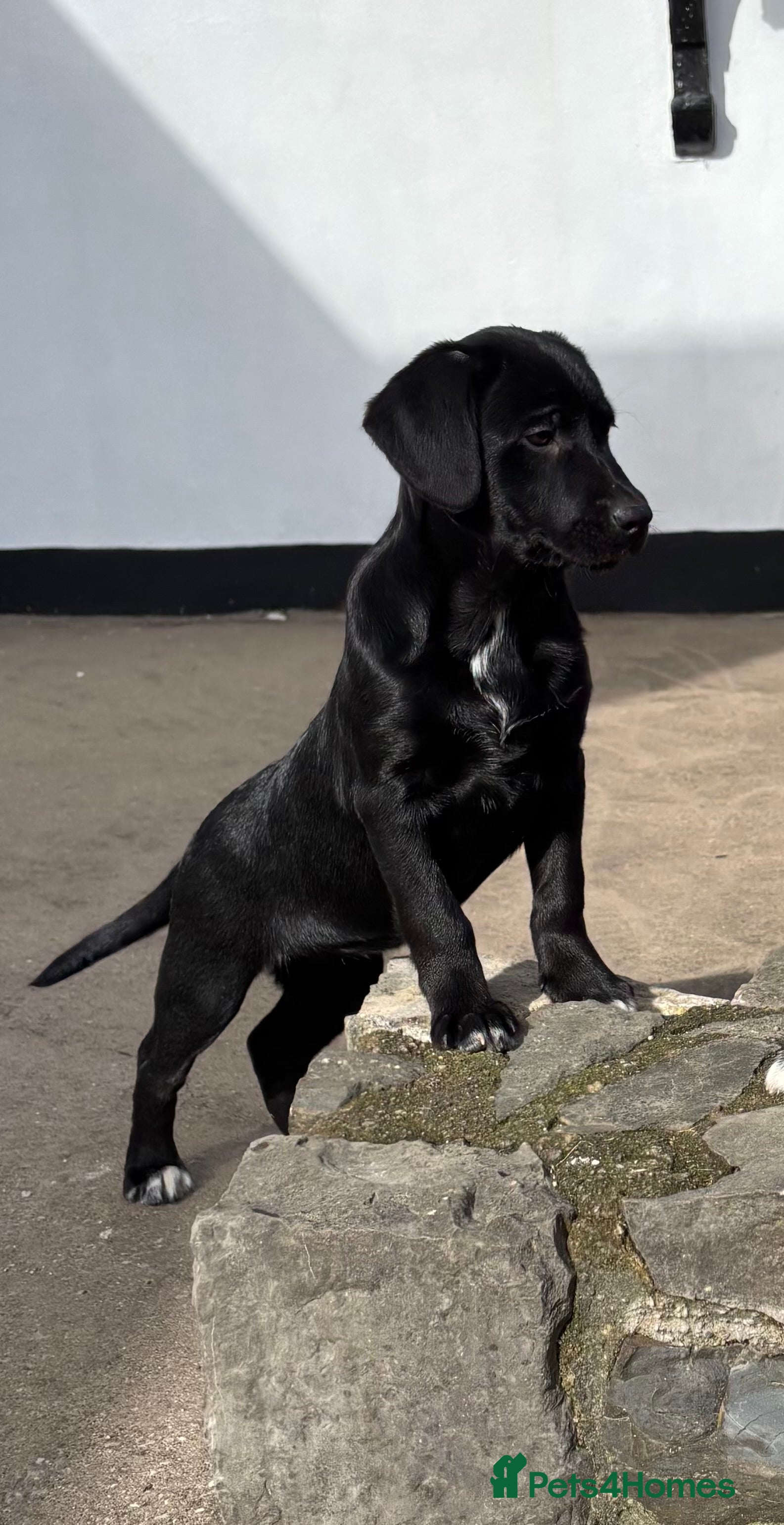 Borador dogs Gorgeous puppies - Advert 17