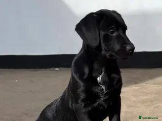 Borador dogs Gorgeous puppies - Advert 17