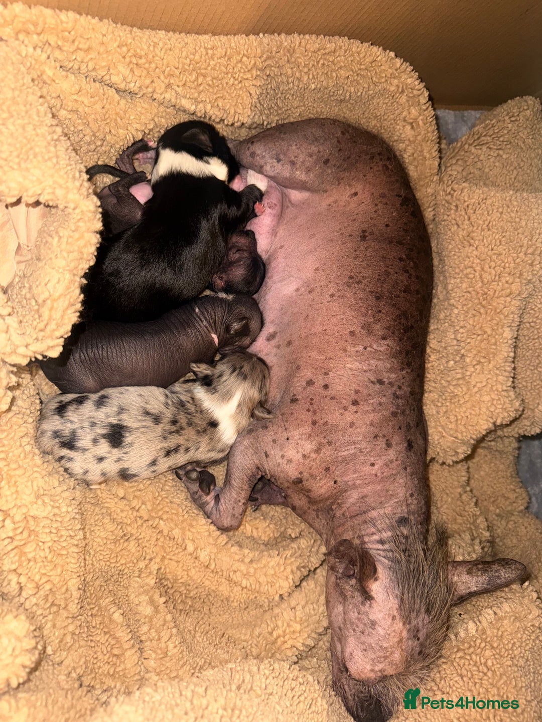 Mixed Breed dogs for sale: Beautiful hairless little boy chihuahua  - Advert 7