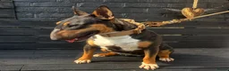 English Bull Terrier dogs for sale: Beautiful Quality KC English Bullterrier Puppies  - Advert 17