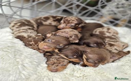 Dachshund dogs for sale: Beautiful Chocolate & Dapple Dachshund Pups - Image 5