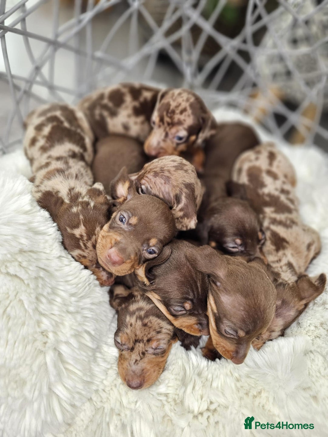 Dachshund dogs for sale: Beautiful Chocolate & Dapple Dachshund Pups - Image 5