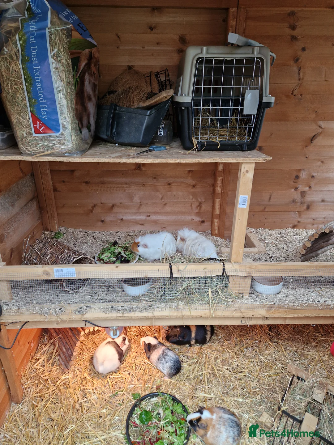 Guinea Pig rodents for sale: 6x female guinea pigs  - Advert 2