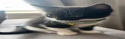 Mixed Breed cats for sale: Beautiful 8week old kittens  - Advert 14
