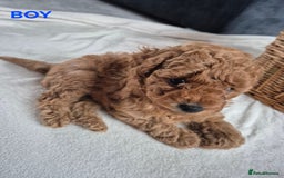 Miniature Poodle dogs for sale: KC Registered Red Miniature Poodle Puppies  - Image 4