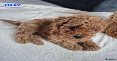 Miniature Poodle dogs - Advert 11