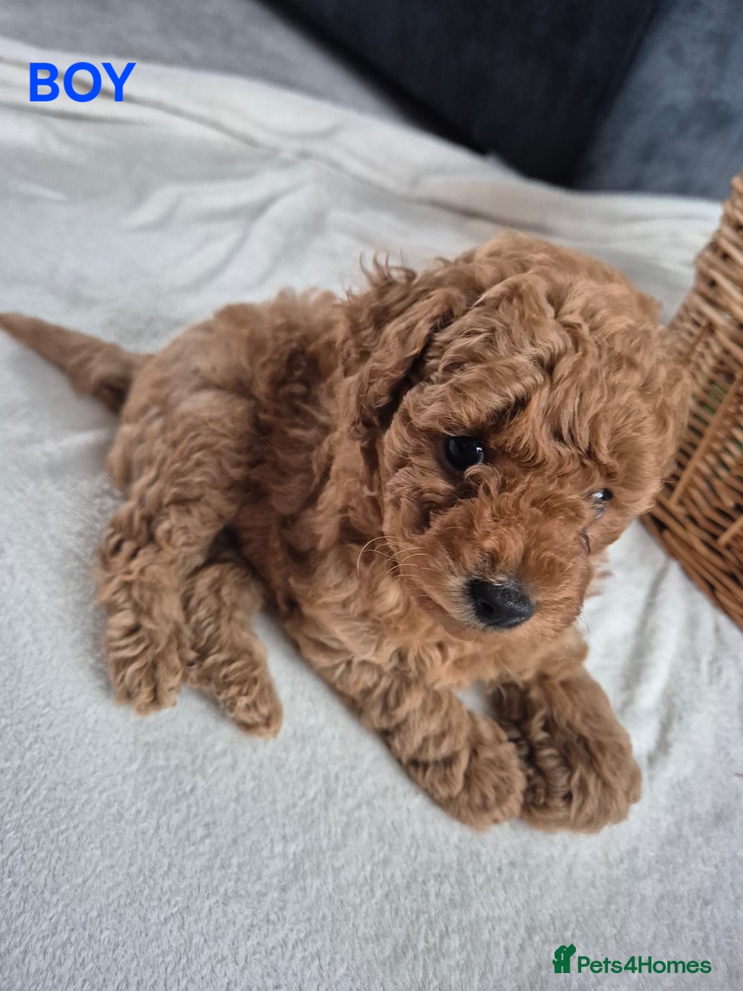 Miniature Poodle dogs for sale: KC Registered Red Miniature Poodle Puppies  - Image 4