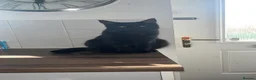 Maine Coon cats for sale: Maine Coon cross European Black Male Cat - Advert 8