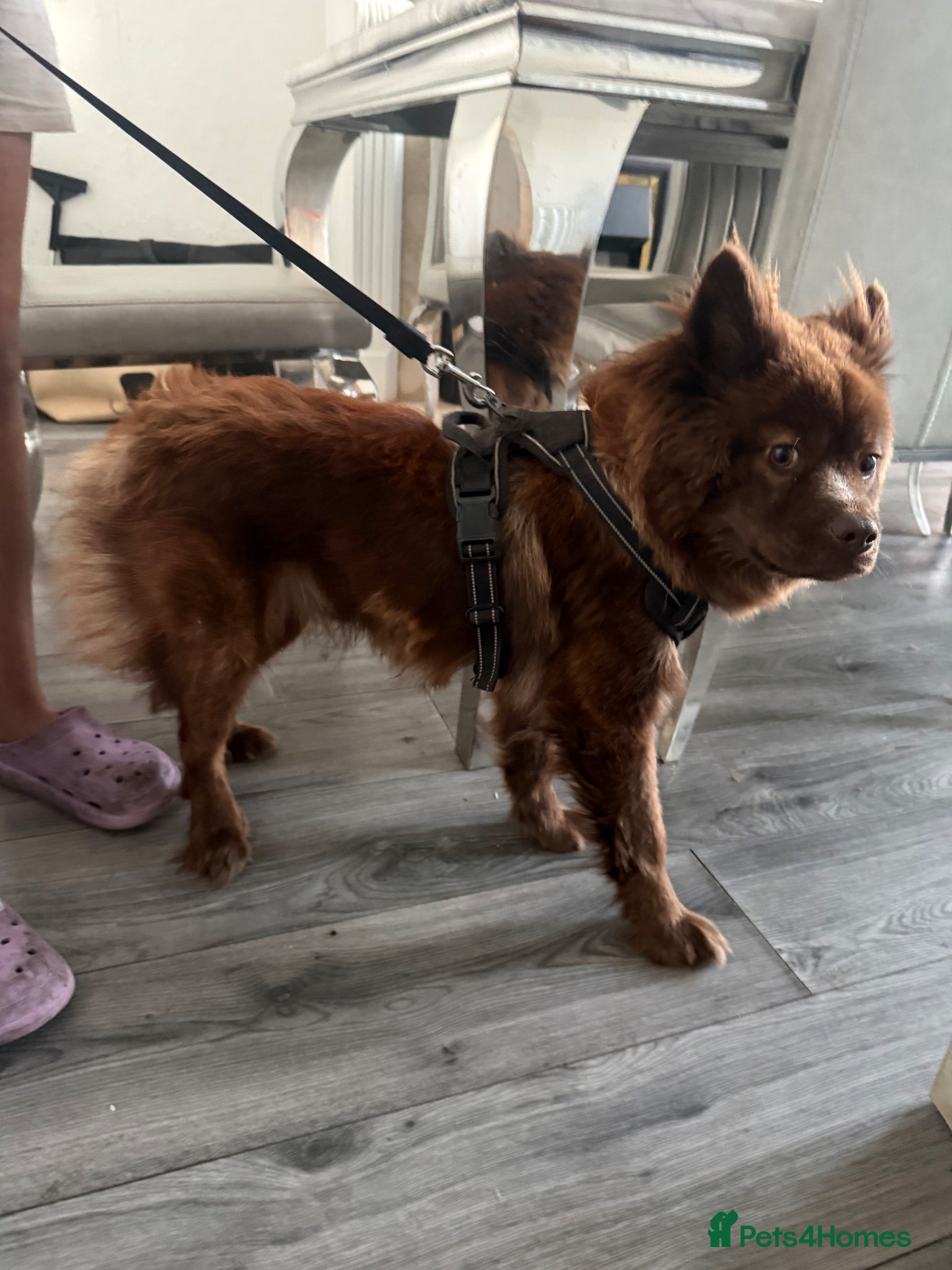 Mixed Breed dogs Red bear dog cross with frenchie - Advert 3