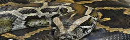 Python Snake reptiles for sale: Beautiful 8 year old Python  - Advert 1