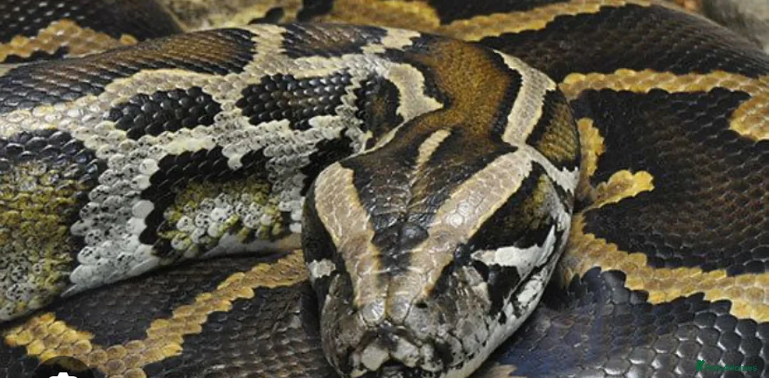 Python Snake reptiles for sale: Beautiful 8 year old Python  - Advert 1