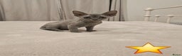Devon Rex cats for sale: Dashing Devons - Advert 2