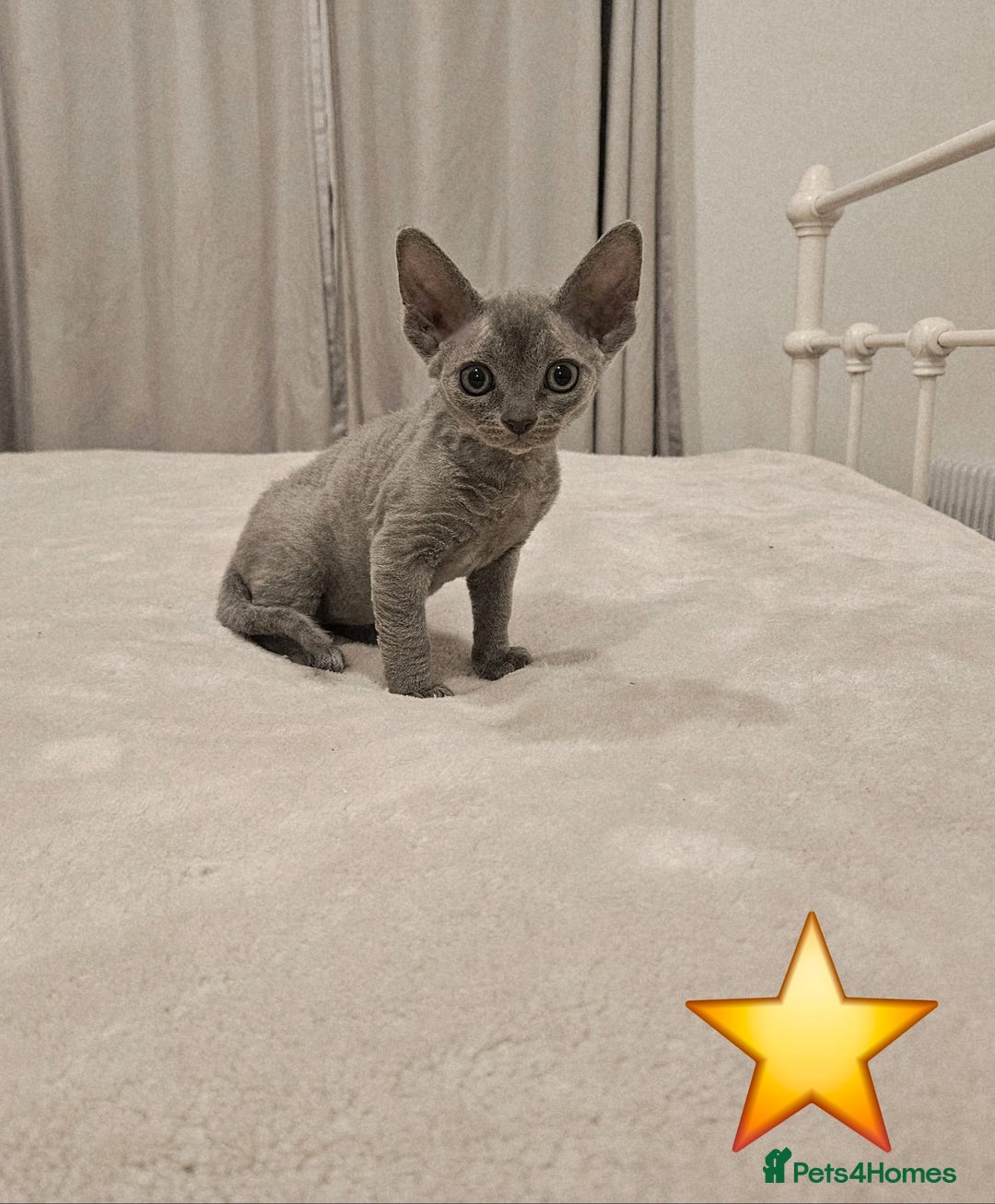 Devon Rex cats for sale: Dashing Devons - Advert 2