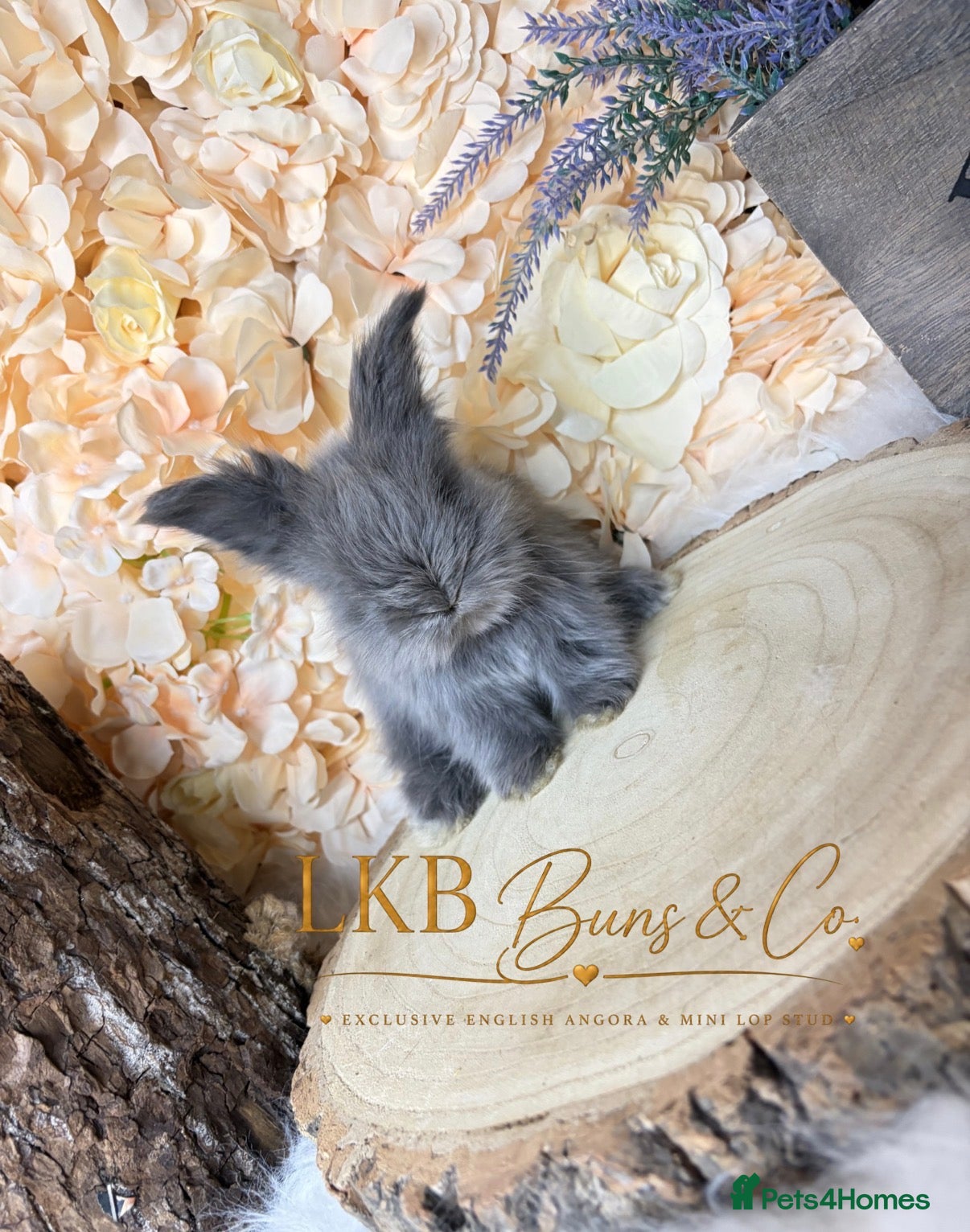 Angora rabbits 🌟 PEDIGREE ENGLISH ANGORA 🌟 - Advert 1